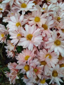 Mums--Old Fashioned