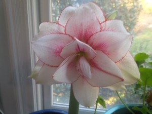 A big fluffy double amaryllis flirting with the world