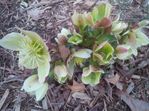 The white blooms of Christmas rose age to buff pink