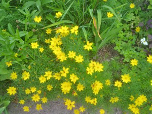 Coreopsis 'Zagreb'--a constellation of tiny golden stars