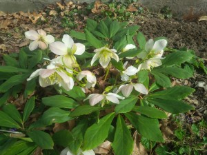 Hellebores--front