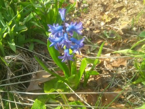 Winsome and still bright blue--Second year hyacinth