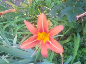 The common tawny orange daylily can be uncommonly lovely