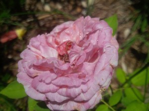 A great rose blooms at last