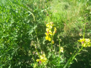 Yellow-flowered moth mullein