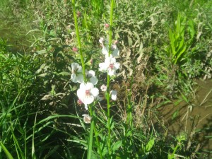 white-flowered moth mullein