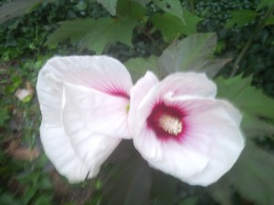 Big Hibiscus 1