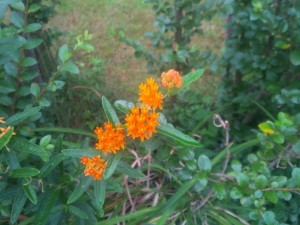 A flashy milkweed relative--butterfly weed