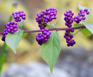 Amethyst berries light up the garden in early fall (By Photo by Laitche, CC BY-SA 4.0, https://commons.wikimedia.org/w/index.php?curid=44353508)