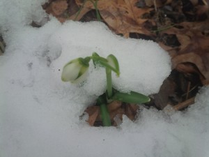 Hope comes wrapped in the petals of the first snowdrop