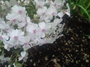 Phlox in all colors adorn front gardens in Asheville