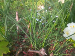 Onion grass--scourge of the spring garden