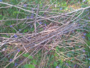 Winter storms leave a legacy of sticks and debris