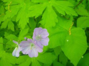 Lovely and native--spotted geranium