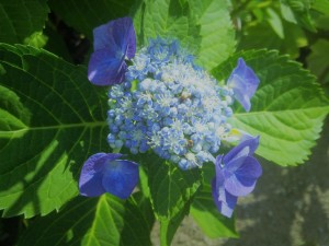 Lacey and lovely--"lacecap" hydrangeas are early summer stars