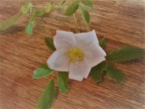Five-petaled beauty--Rosa virginiana