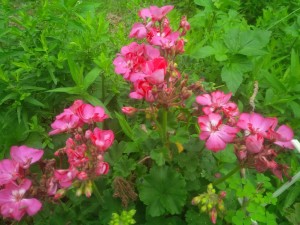 Geraniums can and should be liberated from pots and windowboxes