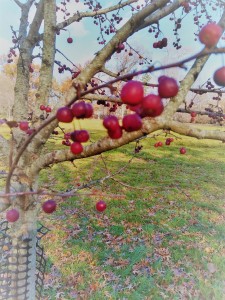 Tiny red crabapples persist on trees