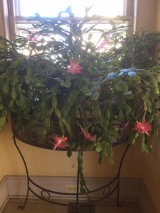 Christmas cactus--Kevin
