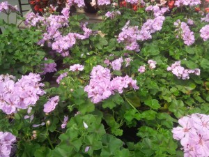 geraniums--lavender