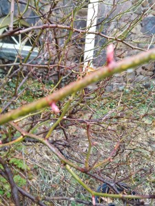 spring buds 2