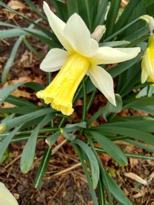 Daffodil Beersheba-1