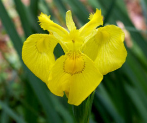 Yellow flag iris--2