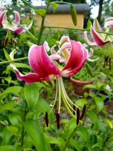 'Black Beauty' lilies rock the garden