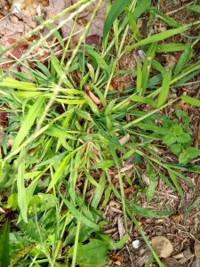 Crabgrass--Otherwise known as "nemesis"
