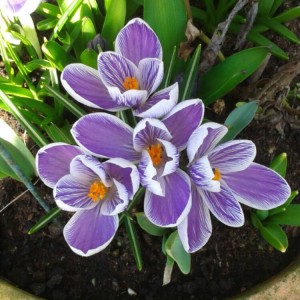 Crocus--King of the Striped