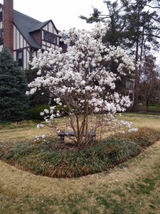 star magnolia 2