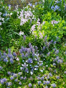 Flowery Mead