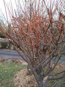 Red-twigged willow