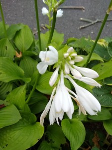hosta August lily