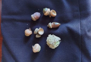 Acorns-2