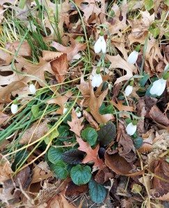 Snowdrops--early