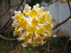 Edgeworthia chrysantha 3