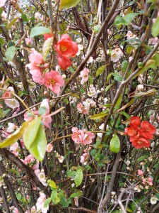 Quince-flowering 2