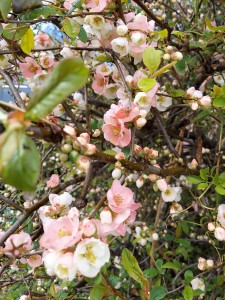 Quince-flowering