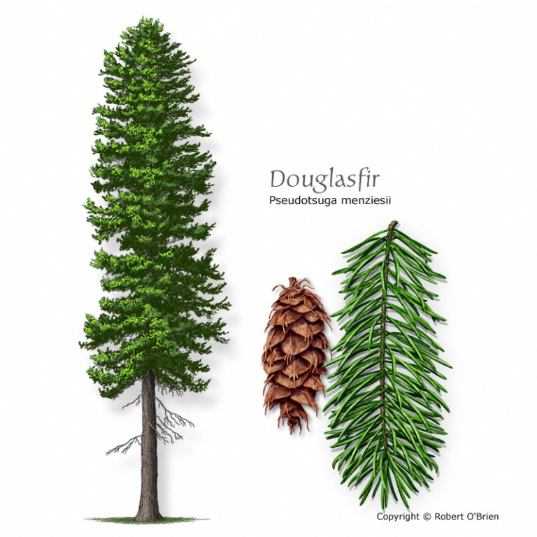 Douglas Fir