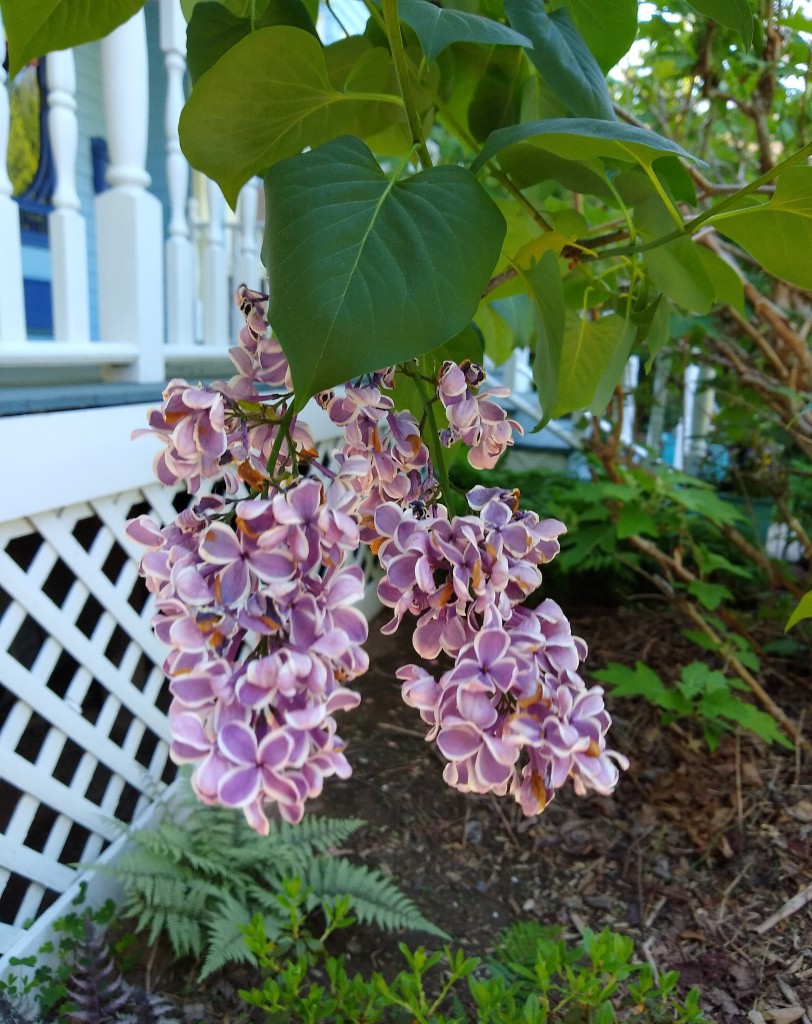 Lilac Story – The Gardener's Apprentice